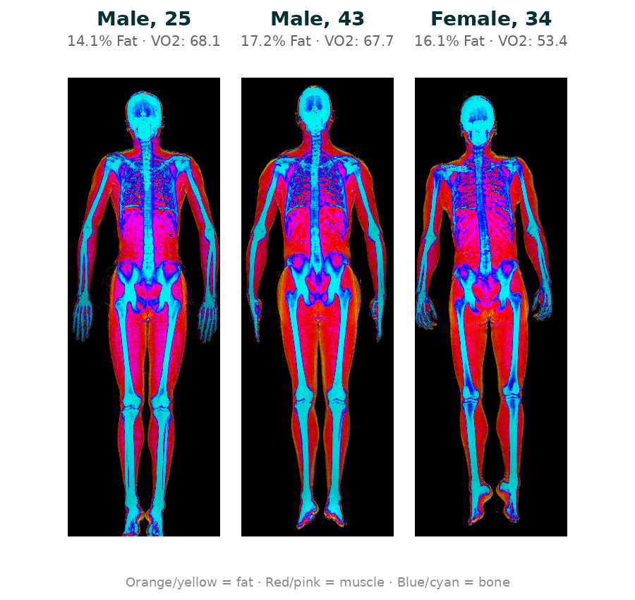 DEXA scans of three top VO2 max athletes at BodyStats